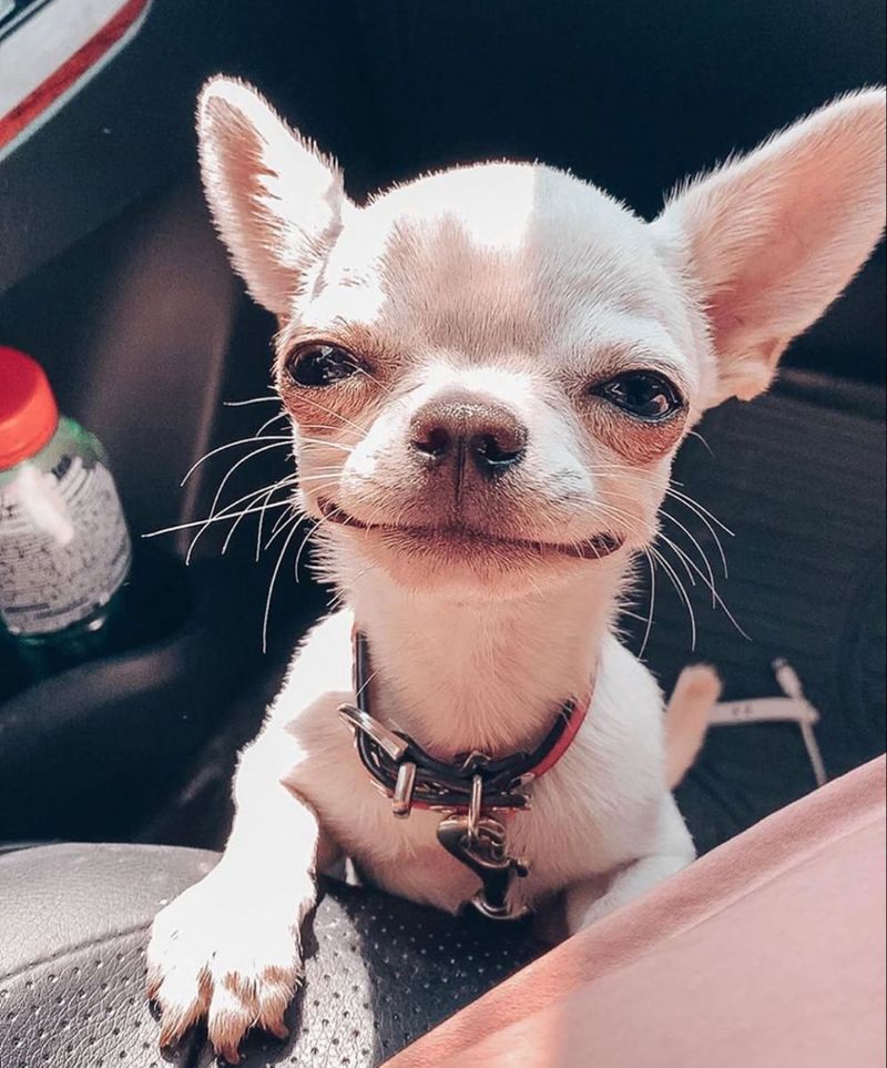 The Chihuahua's Heartwarming Smile