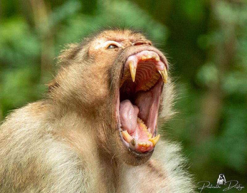 The Communication Skills of Monkeys