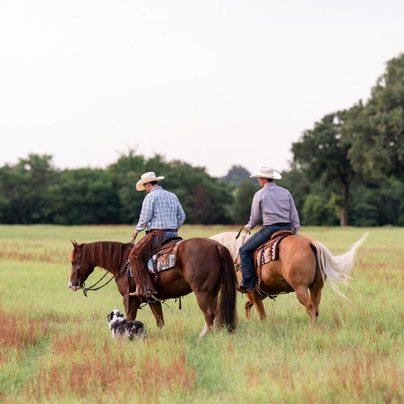 The Cowboy's Companion