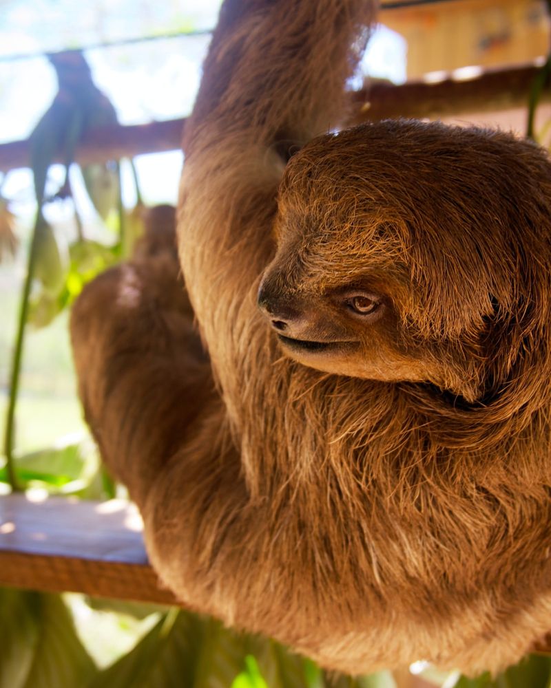 The Cultural Significance of Sloths