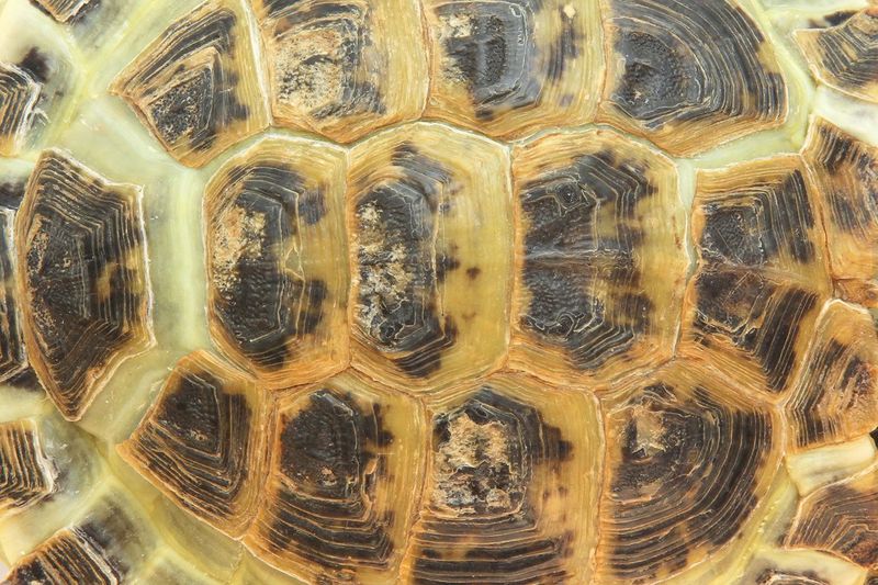 The Cultural Significance of Tortoise Shells