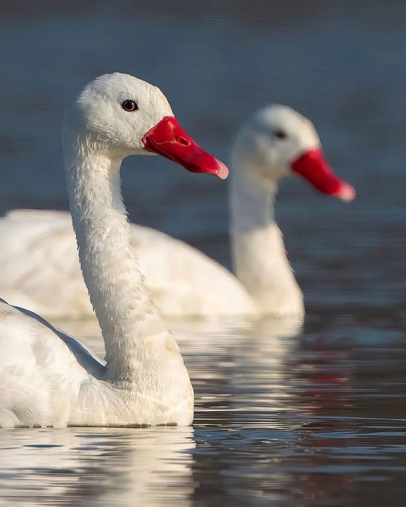 The Diverse Species of Swans