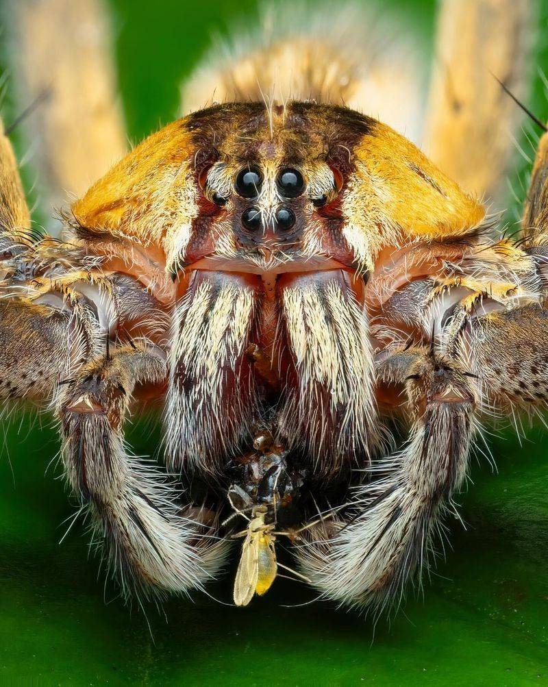 The Diverse World of Spiders