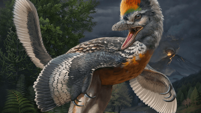 The Early Bird: Archaeopteryx