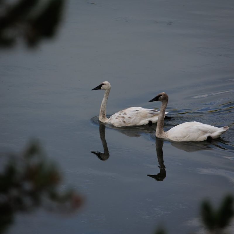 The Elegance of Swans