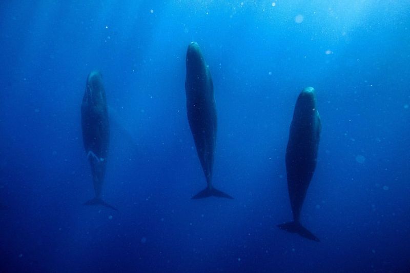 The Enigma of Whale Sleep