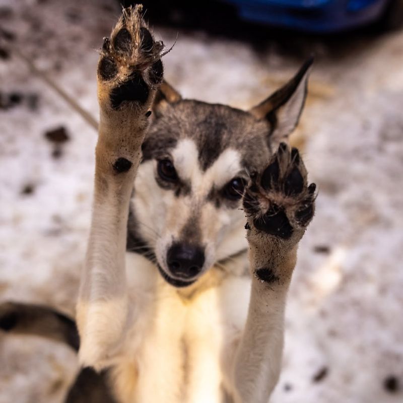 The Evolution of Dog Paws