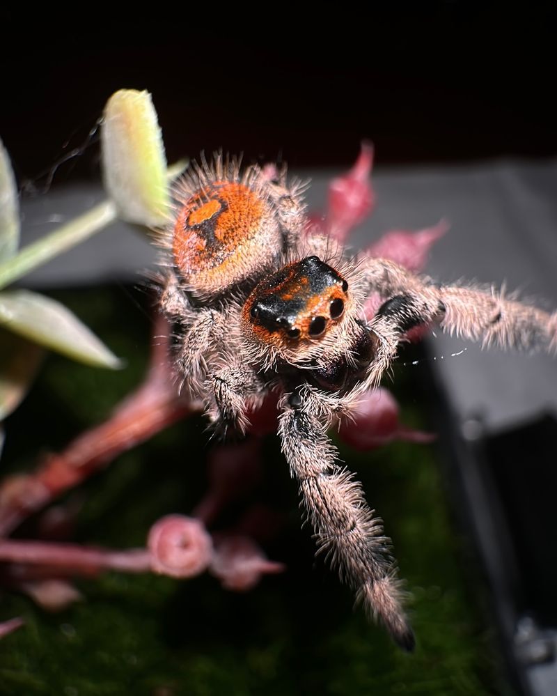 The Evolutionary History of Spiders