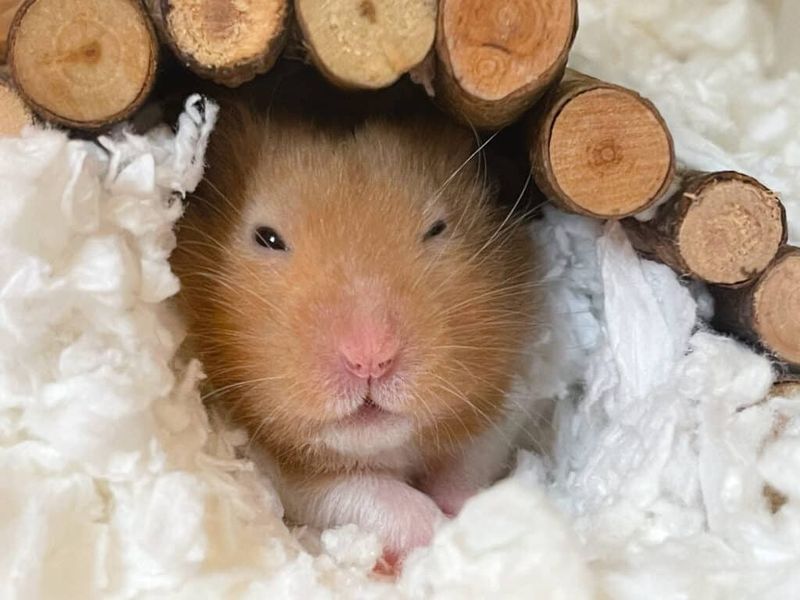 The First Hamsters in Captivity