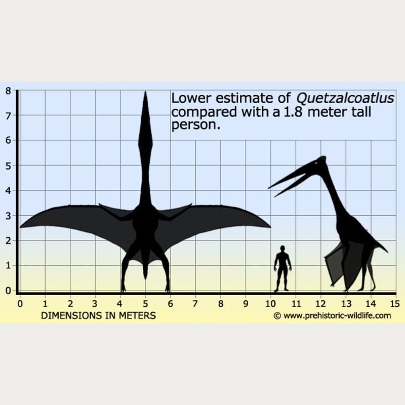 The Gigantic Wingspan