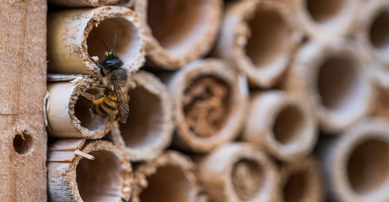 The Global Impact of Bees