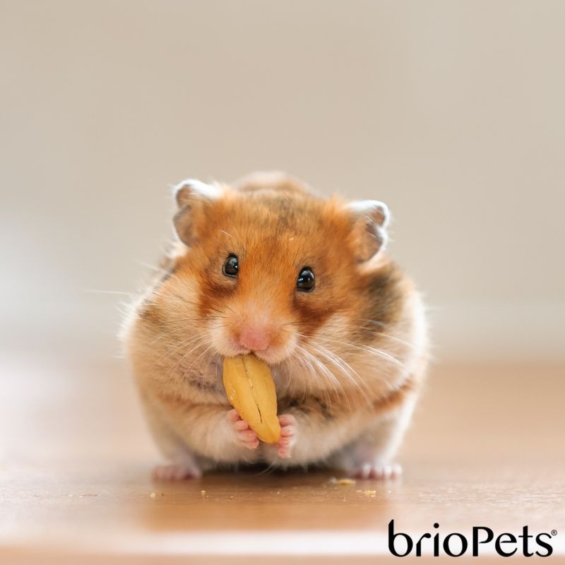 The Hamster's Dental Growth