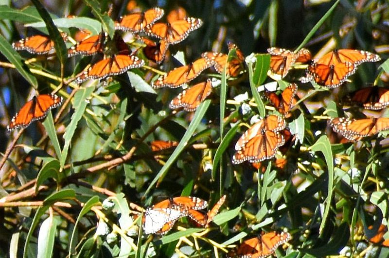 The Importance of Butterfly Habitats