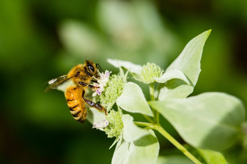 The Importance of Wild Bees