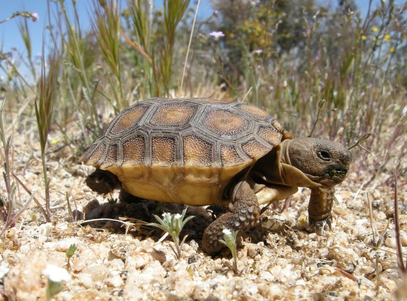 15 Things You Didn’t Know About Tortoise Shells