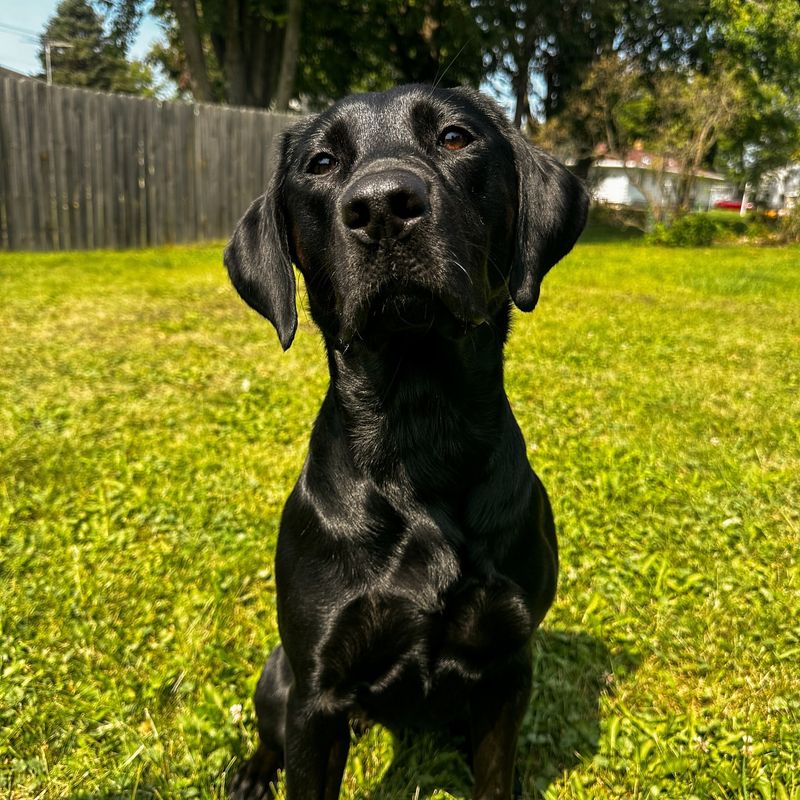 The Labrador Coat