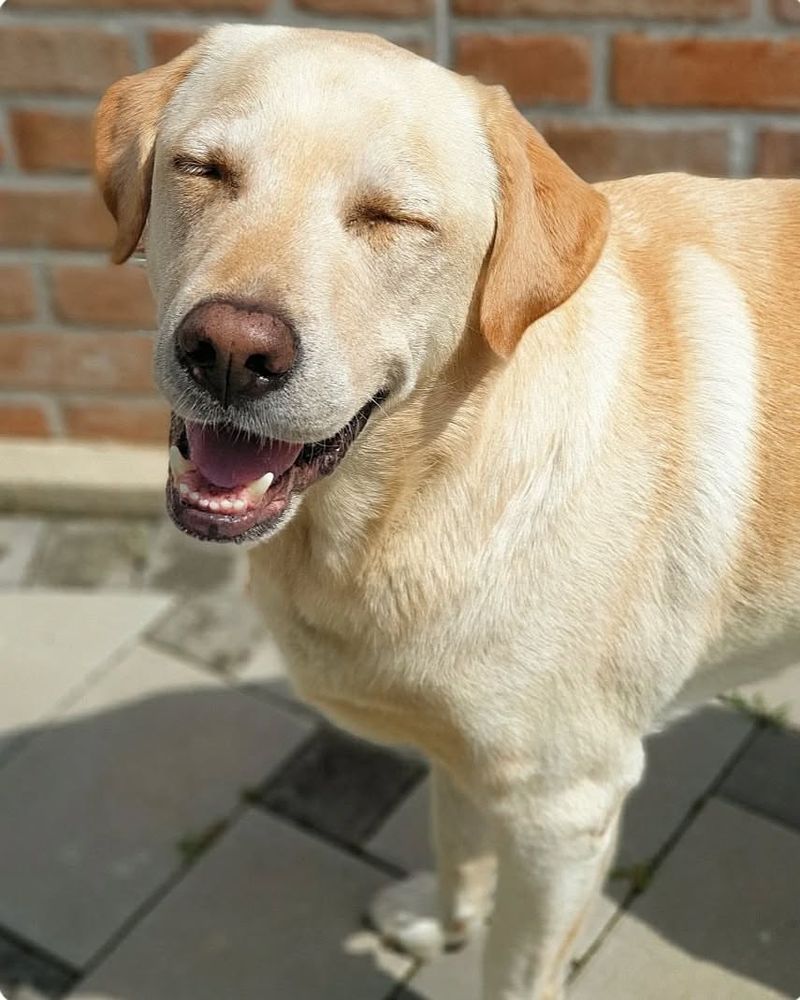 The Labrador Smile