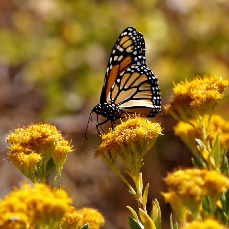 The Lifespan of Butterflies