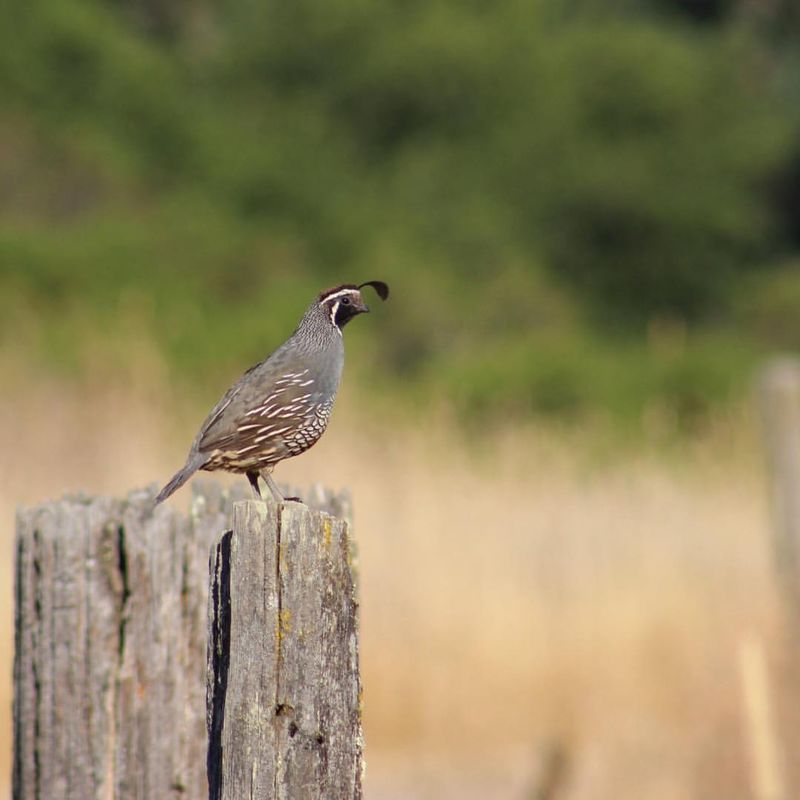 The Lifespan of Quails