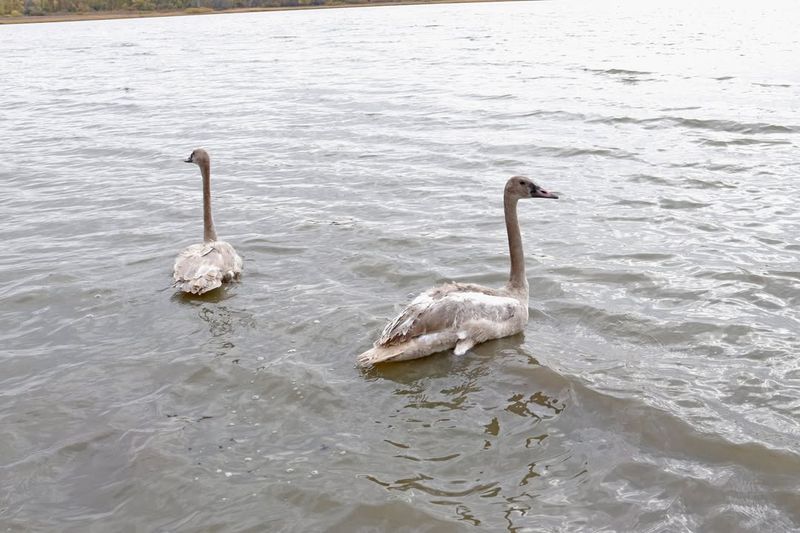 The Longevity of Swans