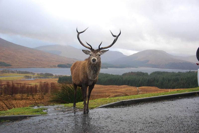 The Majestic Stag of the Loch