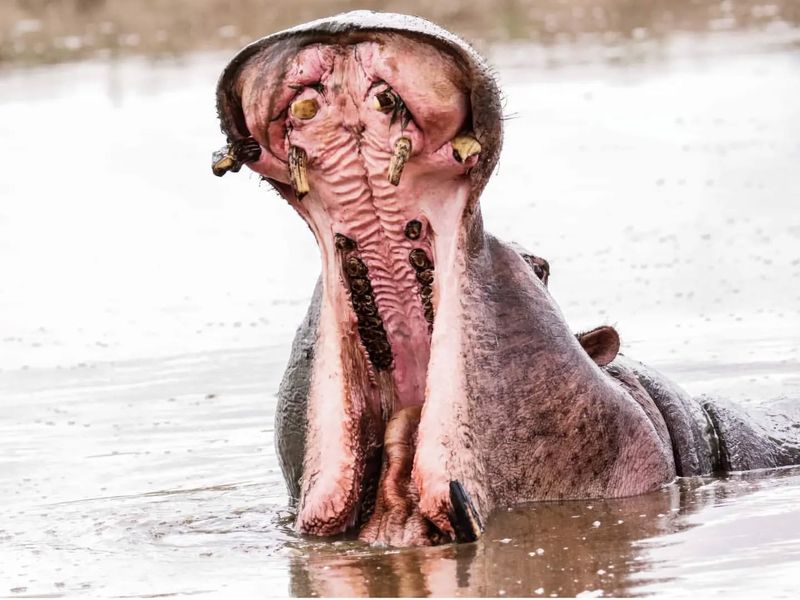 The Misleading Hippo Yawn