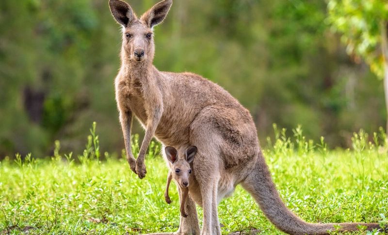 The Mystery of Kangaroo Colors