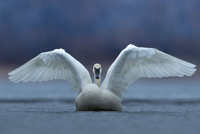 The Mythology of Swans