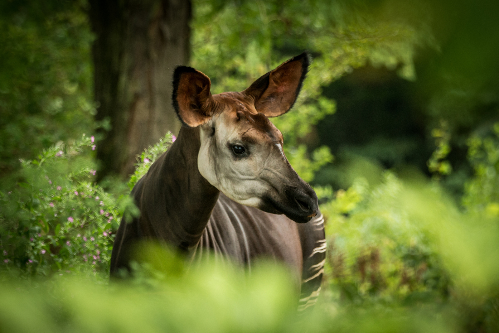 the okapi