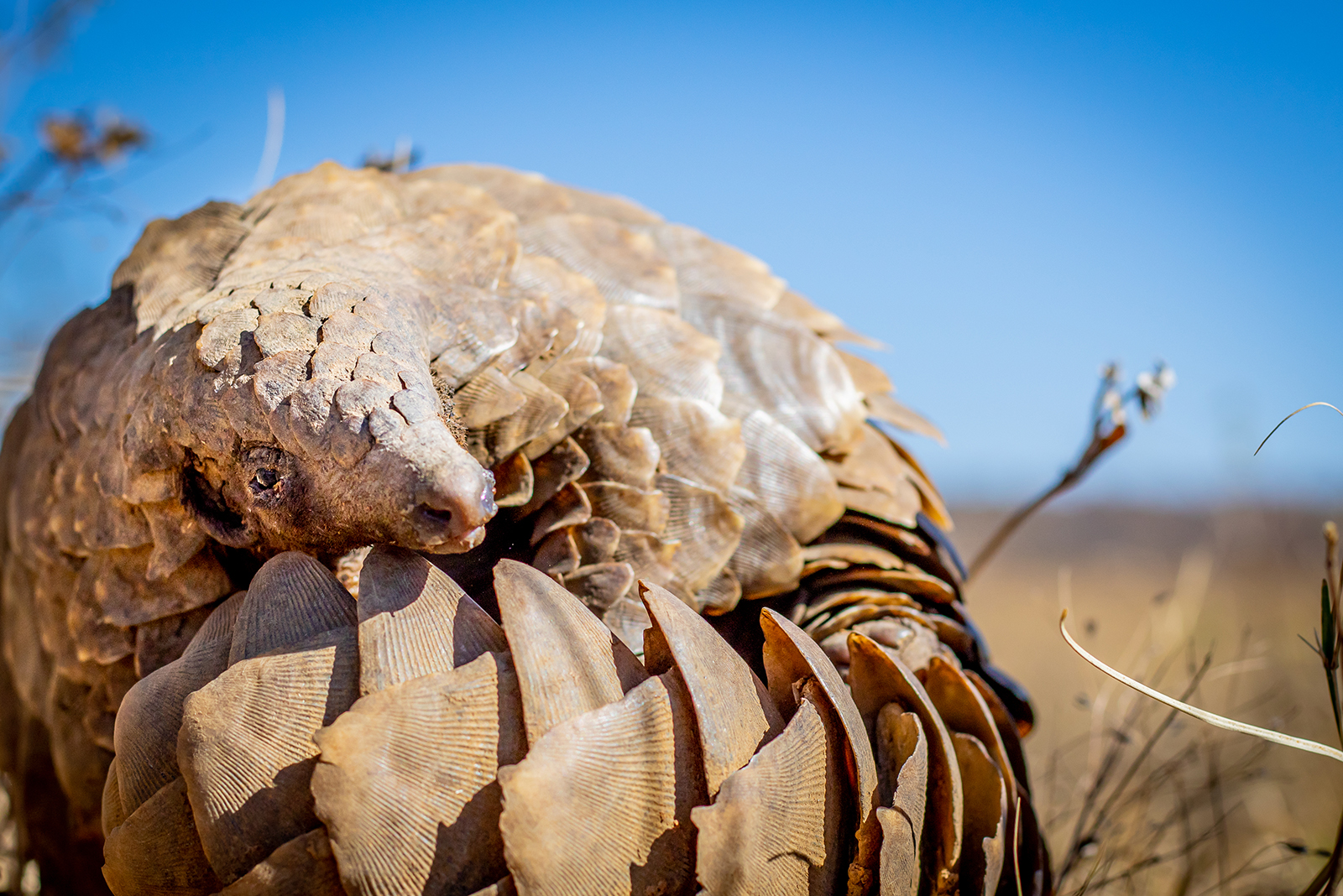 the pangolin