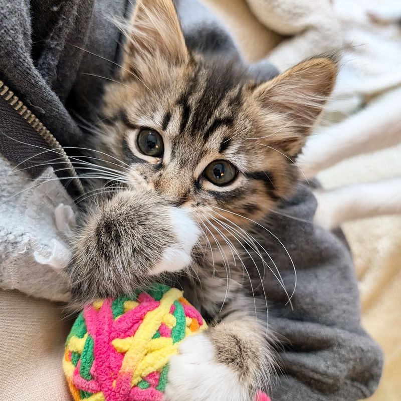 The Playful Kitten