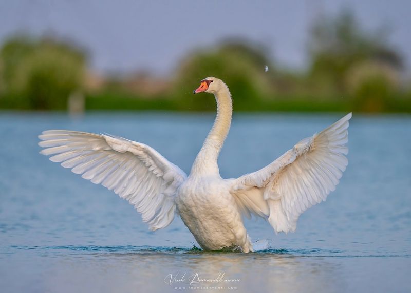 The Power of Swan Wings