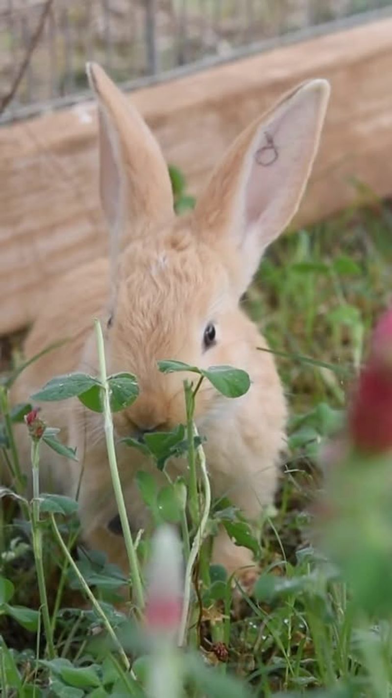 The Role of Rabbits in Ecosystems