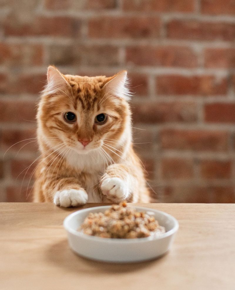 The Role of Supplements in a Cat's Diet