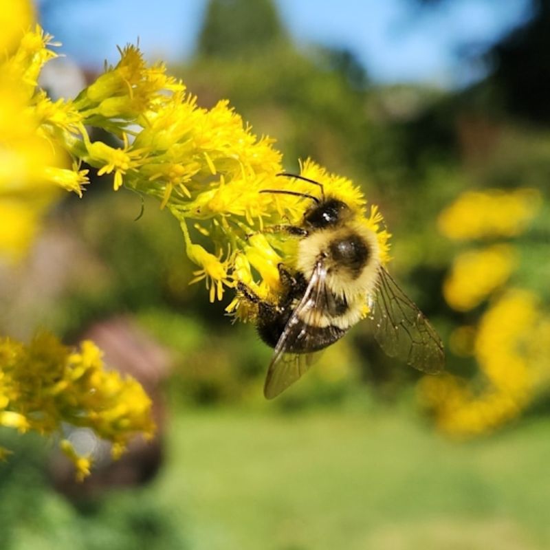 The Science of Bee Memory