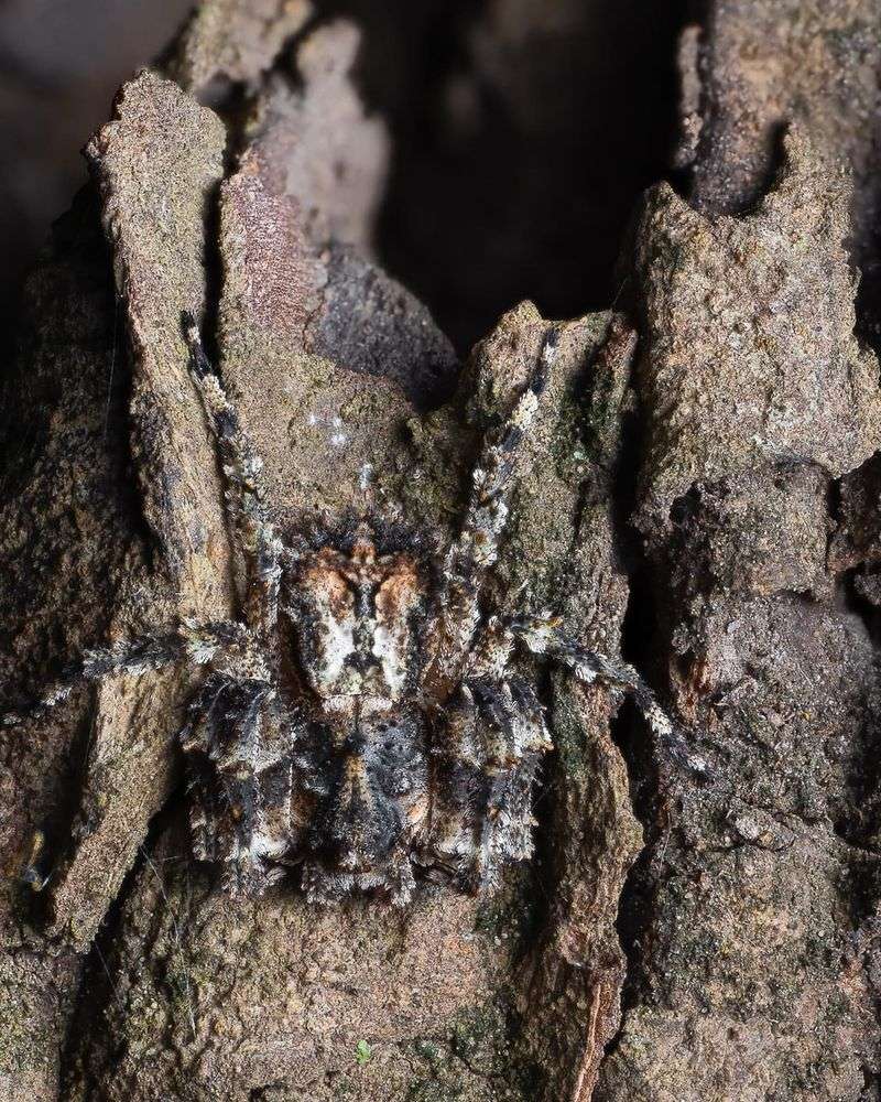 The Science of Spider Camouflage