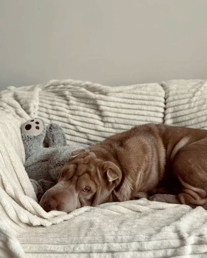 The Shar Pei's Unique Vocalizations