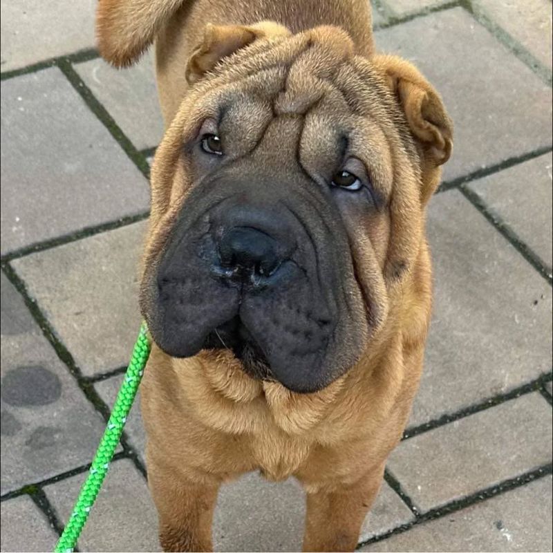 The Shar Pei's Independent Spirit