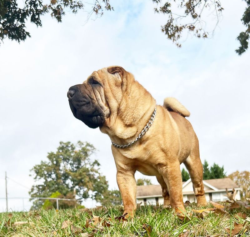 The Shar Pei's Protective Instincts