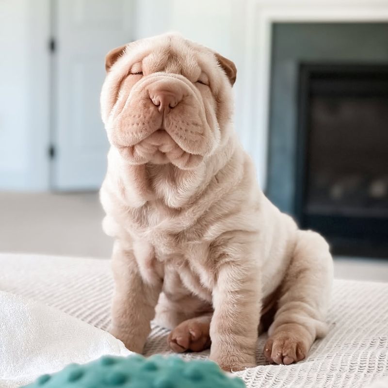 The Shar Pei's Unique Grooming Needs