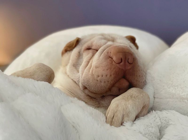 The Shar Pei's Adaptability