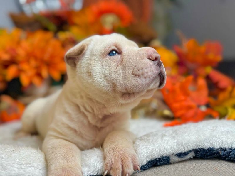 The Shar Pei's Playful Side