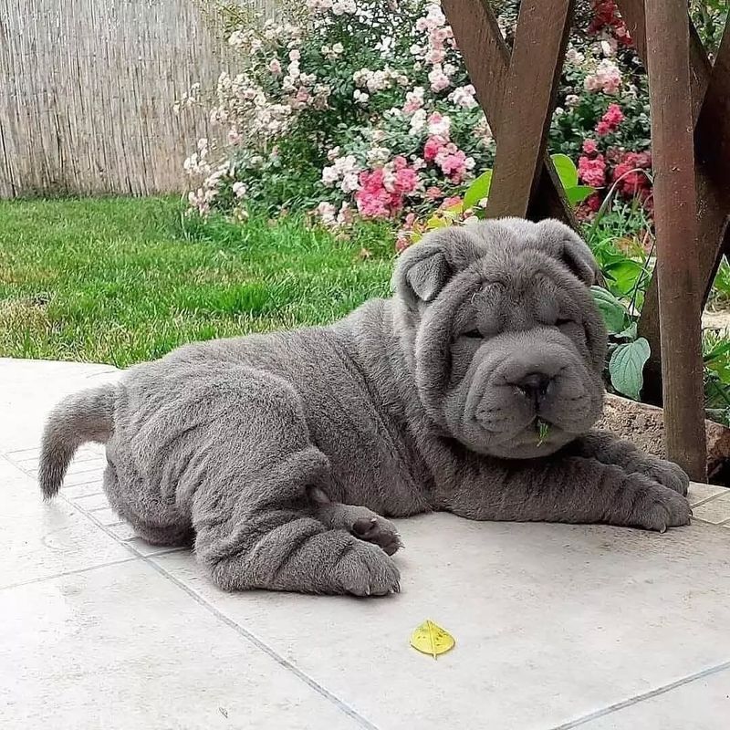 The Shar Pei's Mild Temperament