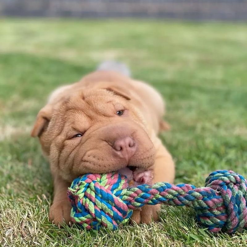 The Shar Pei's Intelligence and Trainability