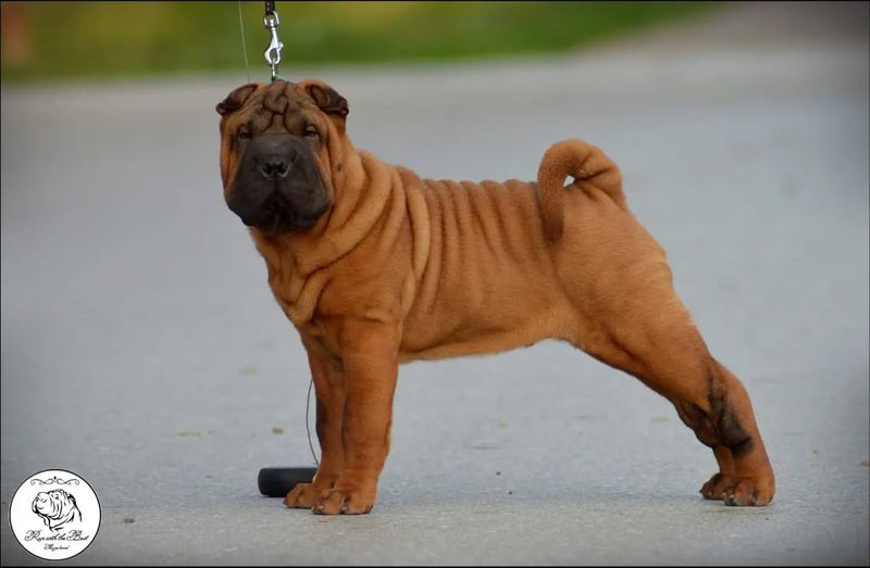 The Shar Pei's Loyal Heart