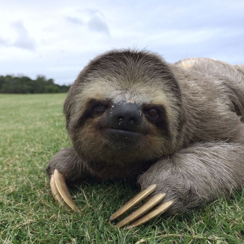 The Sloth's Evolutionary Journey