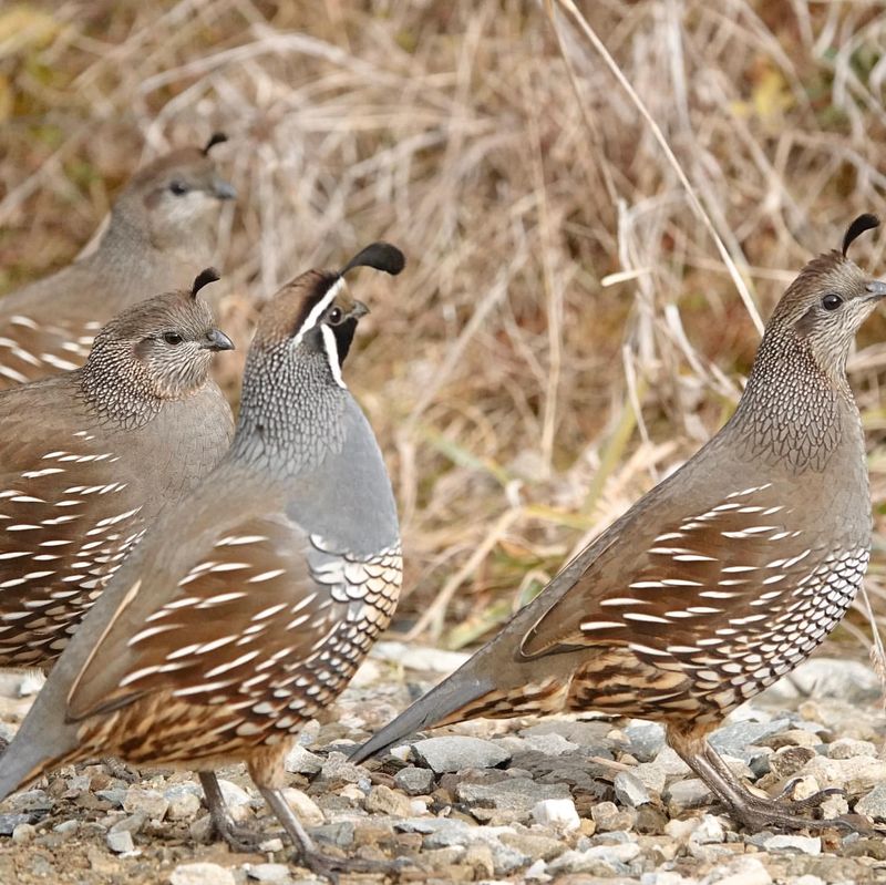 The Social Structure of Quails