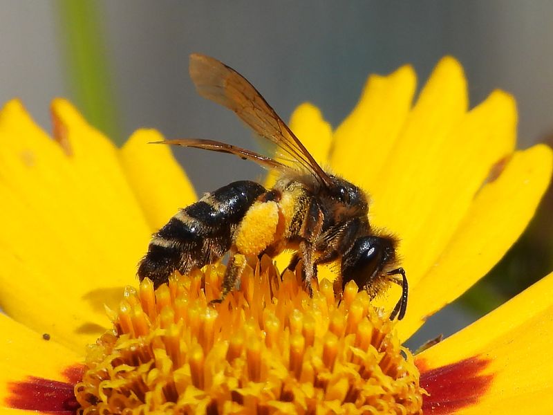 The Solitary Bees