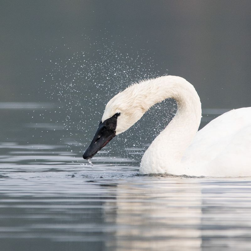 The Symbolism of Swans