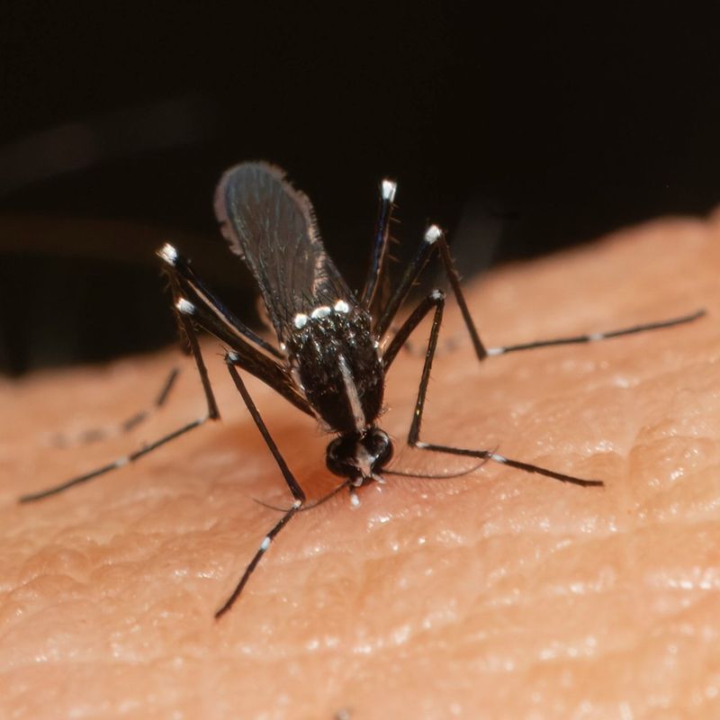 The Tiger Mosquito